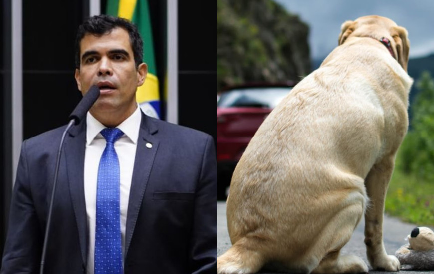 Câmara aprova projeto relatado por Ayres que pune abandono de animais no trânsito